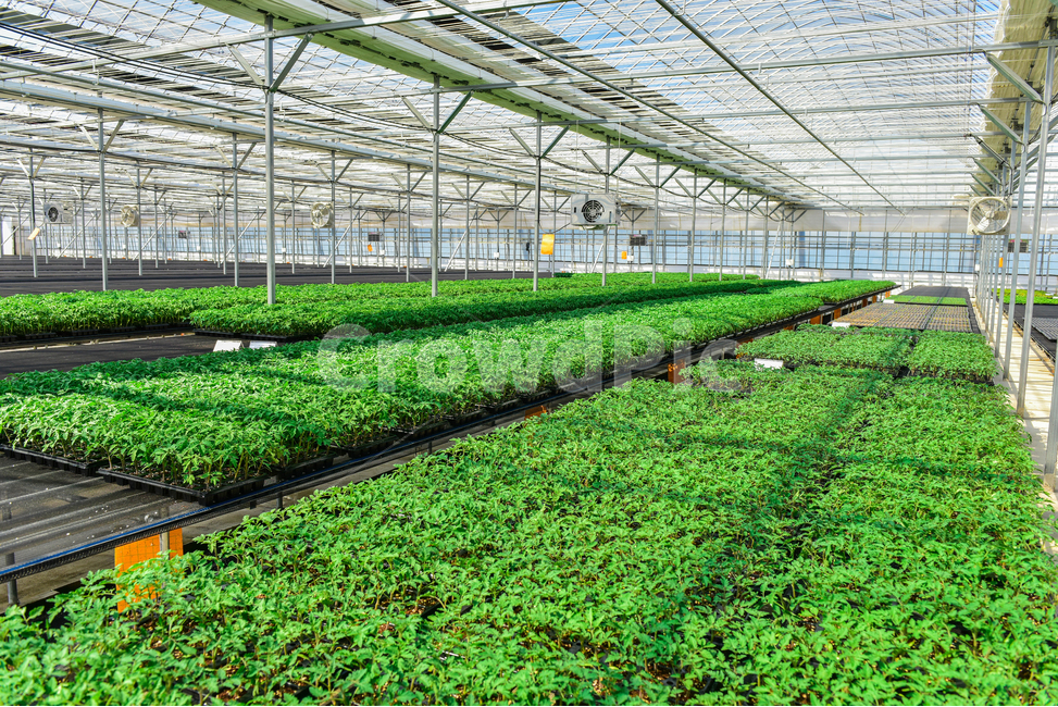 온실,greenhouse,모종,묘종,육묘장,성장,대목,growing,새싹,고추대목,seed,seeds,건강,green,초록,식물,자연,plants,nature,봄,농사,파종,씨앗,종자,식물,자연,plants,nature,농업,농사,agriculture,farming,farming industry