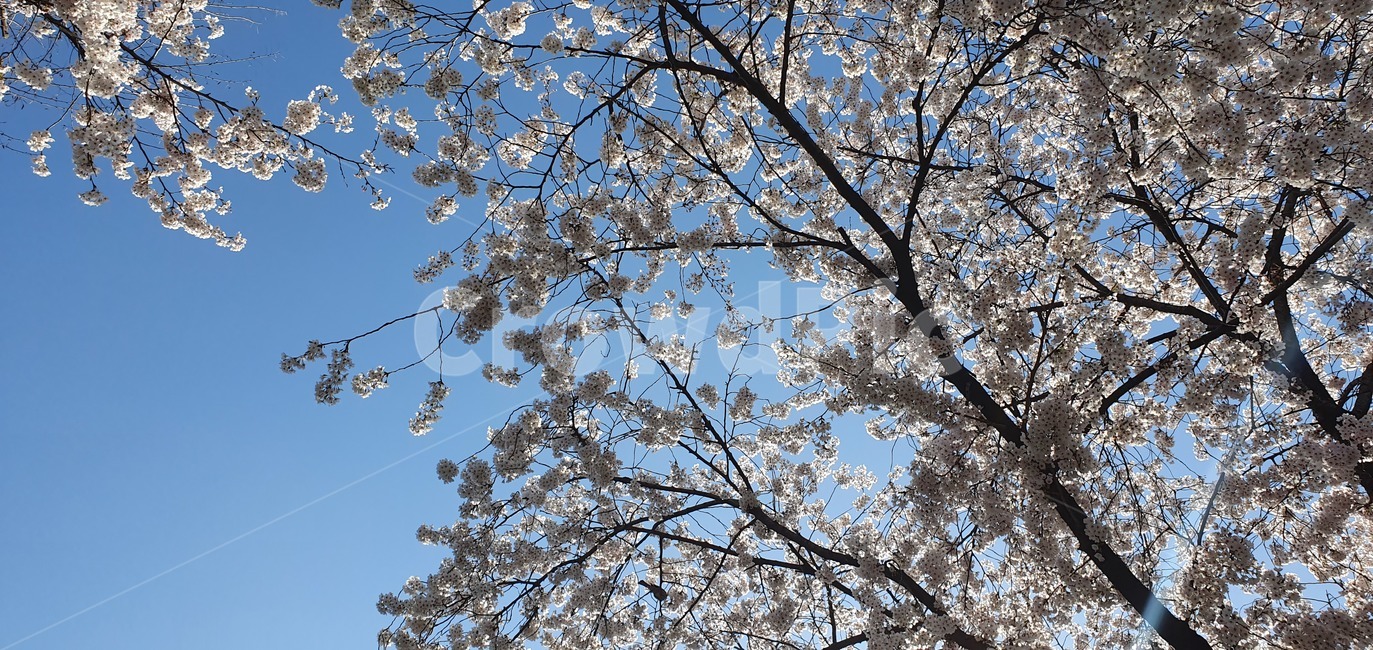 plant,식물,벚꽃,꽃,cherryblossom,봄,스프링