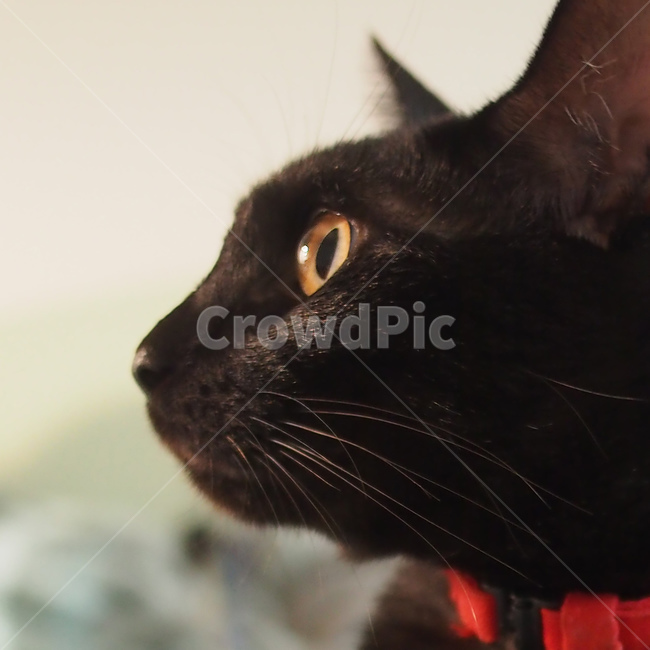 고양이,검은고양이,반려동물,애완동물,pet,cat,노란눈