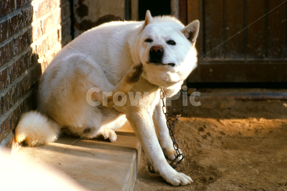 필름,필름사진,필름느낌,필름감성,백구,강아지,멍멍이,개,반려견,애완견,반려동물,애완동물,펫,진돗개,진도개,귀찮음,성가심,게으름,휴식,관찰,구경,응시,동물,animal,포유류,mammal,개,강아지,dog,doggy