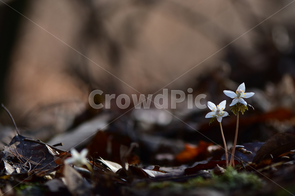 너도바람꽃,야생화,봄,꽃,풀꽃,자연,식물,식생,감성,힐링,plants,nature,spring,season,flower,emotion,feeling,흰색,초본,너도바람꽃속