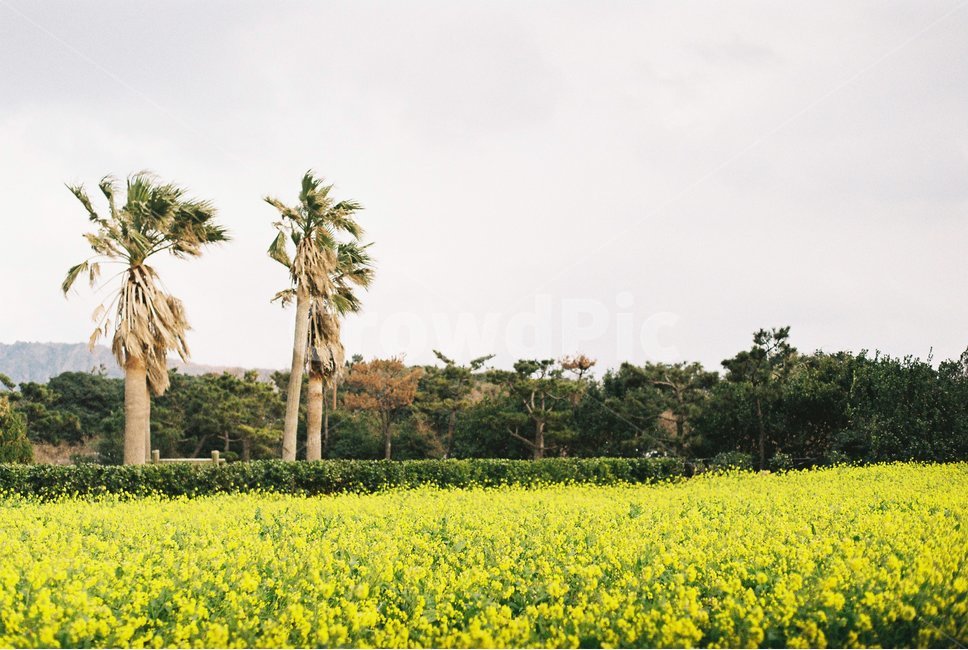 유채꽃,꽃,필름,감성,봄,자연,풍경,nature,landscape,field,들,grassland,목초지,outdoors,옥외