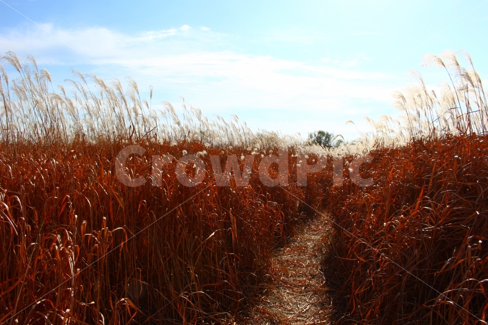 억새,가을,하늘,풀,억새풀,갈대,감성,계절,fall,autumn,season,plants,nature,가을,계절,fall,autumn,season,자연,풍경,nature,landscape