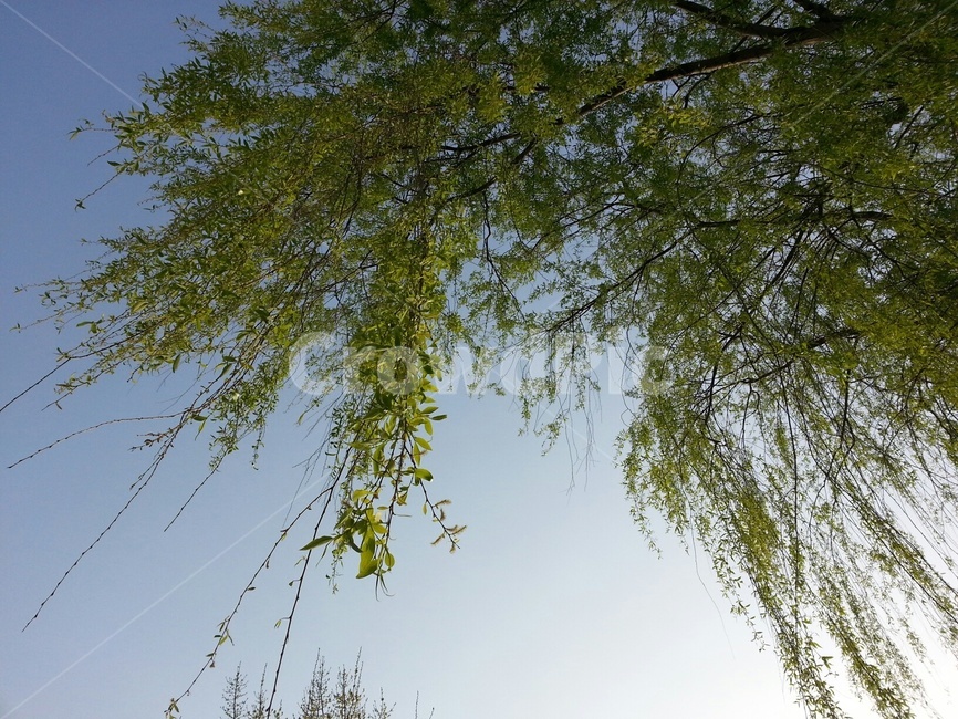 식물,나무,버드나무,수양버들,초록색잎,식물,자연,plants,nature