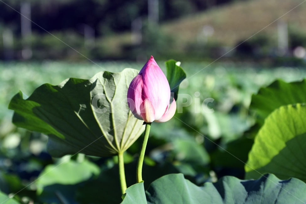 연못,수련,식물,자연,여름,정원,푸르른,물,수경식물,연못가,연못정원,plants,nature,연,연꽃,힐링,flower,감성,연잎,식물,자연,plants,nature,꽃,flower