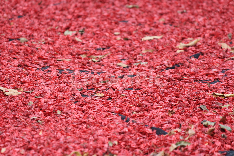 산수유,빨간색,약재,가을,red,현천마을