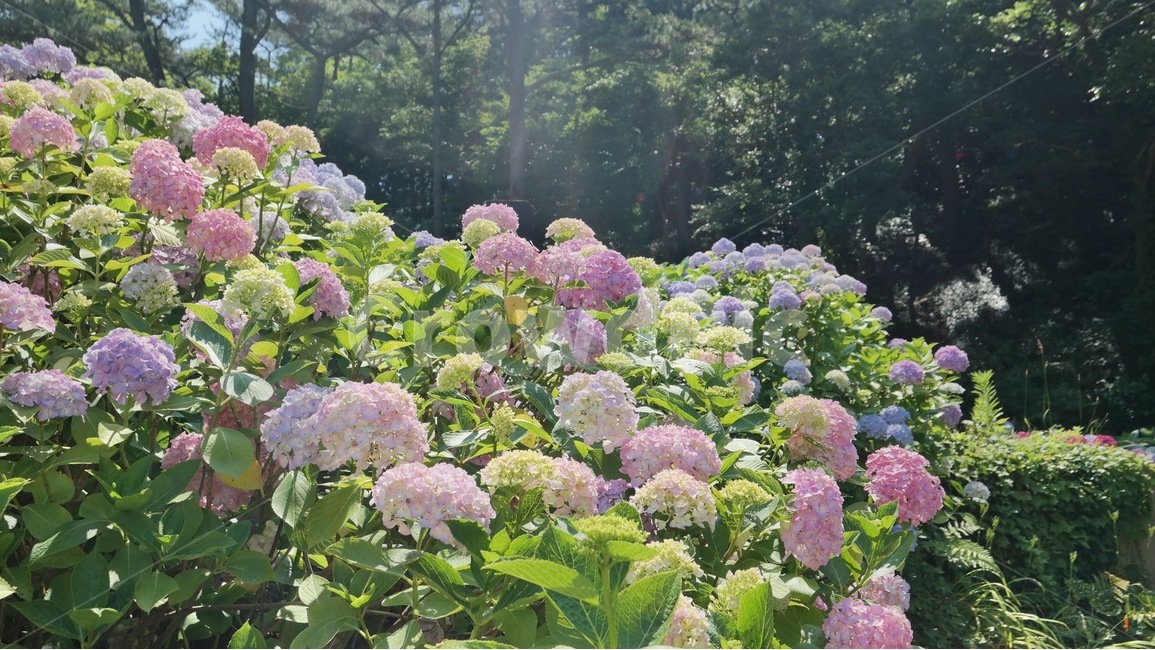 수국,여름,꽃축제,맑음,여름꽃,식물,아름다운,정원,화단,핑크색,flowers,summer,garden,plants,nature,자연,초록,green,colorful,풍경,landscape,pink,purple,hydrangea,식물,자연,plants,nature,꽃,flower