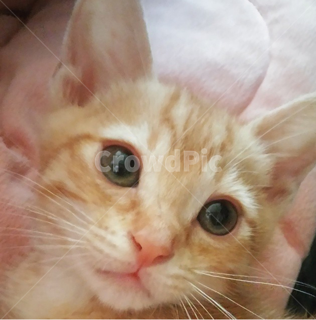 아기고양이,새끼고양이,자묘,고양이,cat,노란고양이,예쁜고양이,동물,animal,포유류,mammal,고양이,cat,kitten,kitty