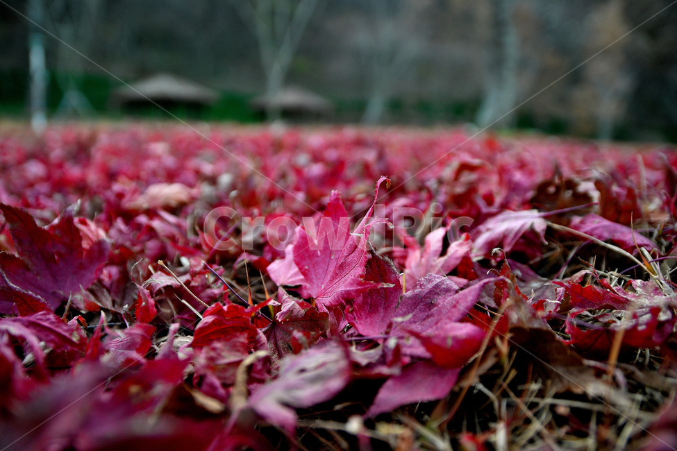 가을,단풍,낙엽,낙엽접사,식물,가을,계절,fall,autumn,season