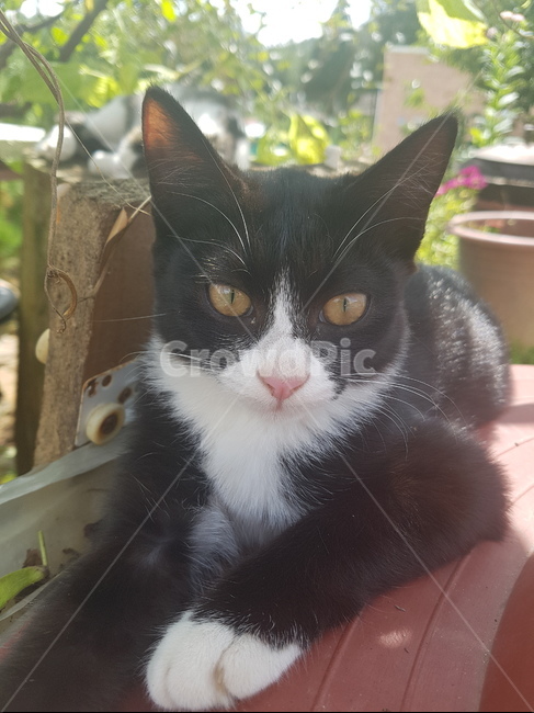 고양이,터프한고양이,귀여운고양이,야옹이,따스한고양이
