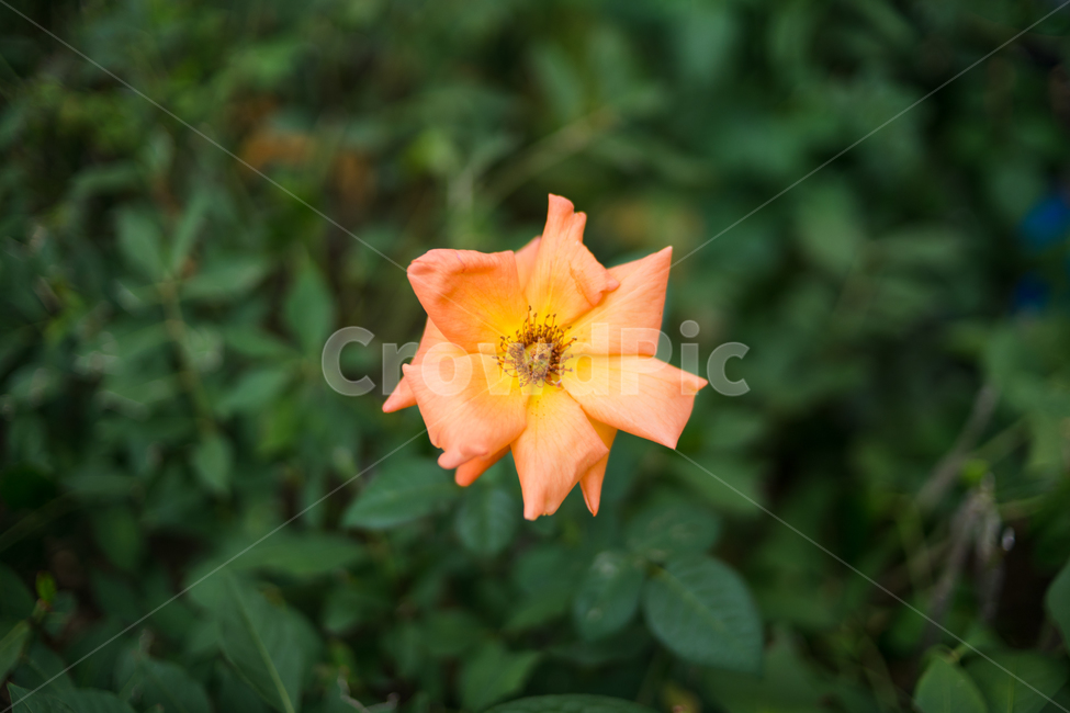꽃,풀,plant,식물,아웃포커싱