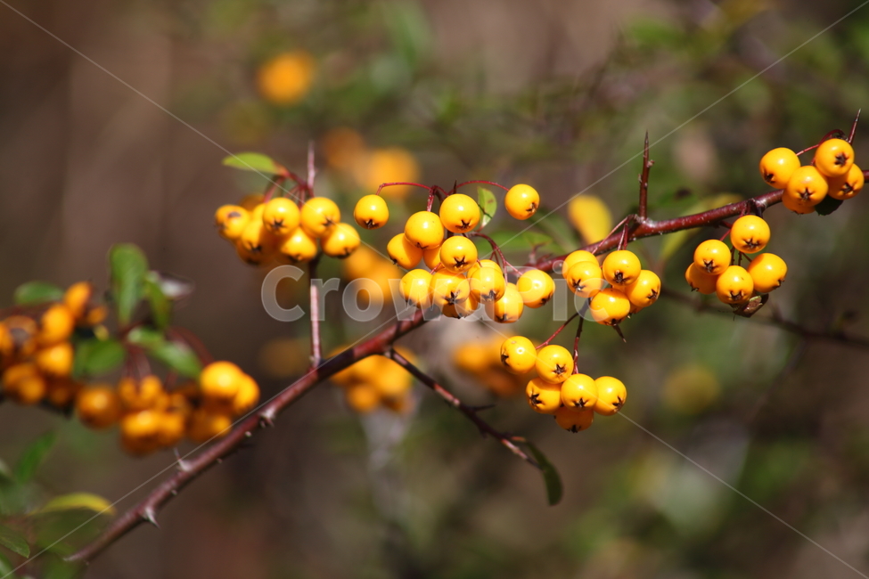 가을,열매,종자,식물,seed,파라칸타,파라칸사스,pyracantha,식물,자연,plants,nature,과일,열매,fruit