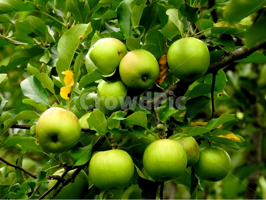 식물,사과,과일,plant,fruit,식물,자연,plants,nature,과일,열매,fruit