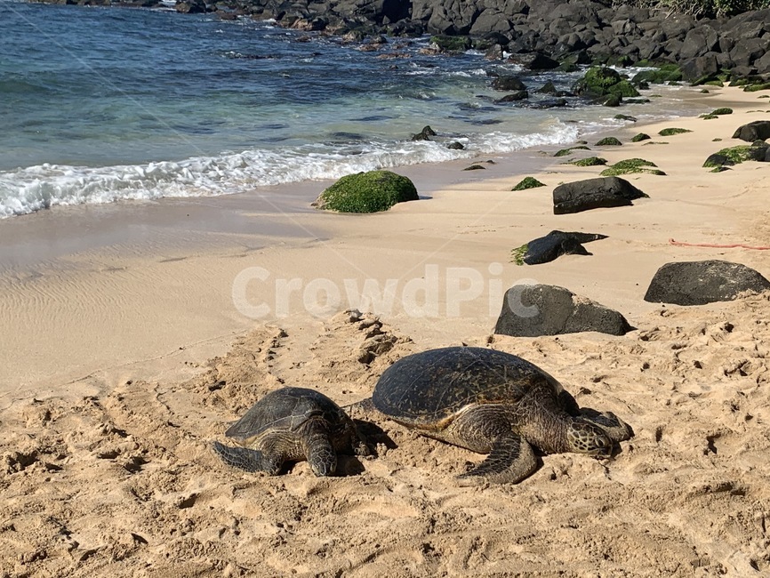 터틀,해양생물,동물,turtle,animal,동물,animal,파충류,양서류,reptile,amphibian