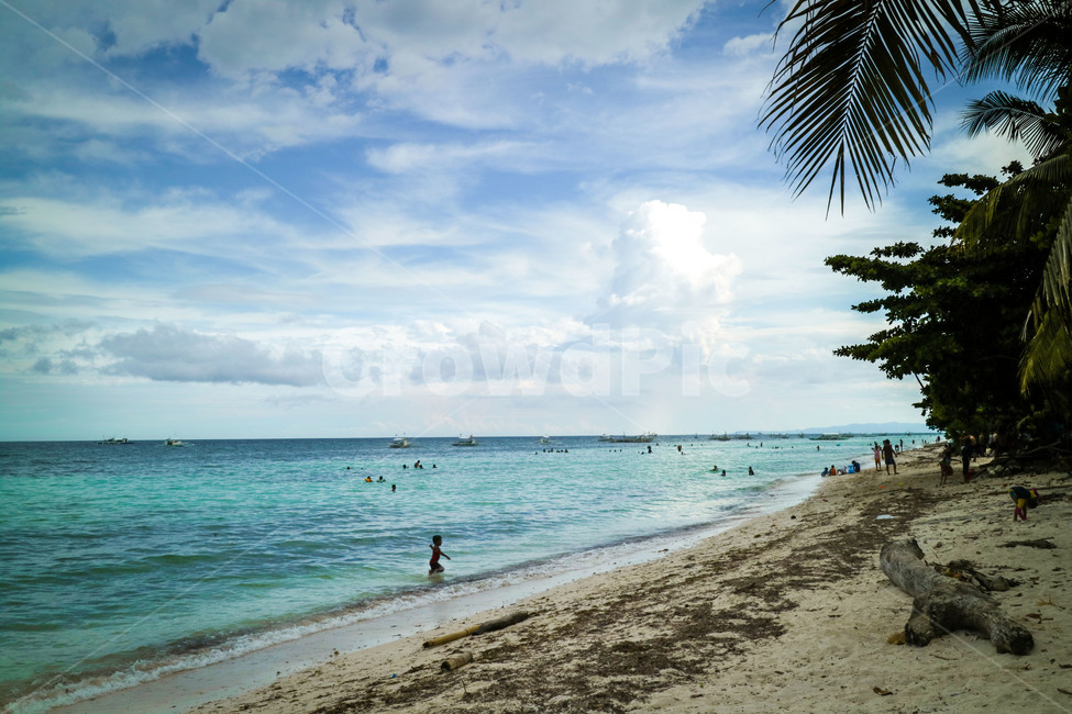해변,야자수,필리핀,팜트리,세부,코코넛,보홀,여행,cebu,plamtree,열대,해변,바다,beach,sea