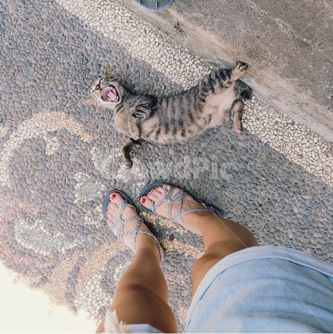 고양이,cat,하품,yawn,샌들,페디큐어,sandals,pedicure,여름,summer,동물,animal,애완동물,반려동물,pet,companion,반려묘