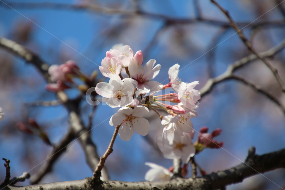 봄,흰색,벗꽃,나무,꽃,봄,계절,spring,season,식물,자연,plants,nature,꽃,flower,plant,blossom