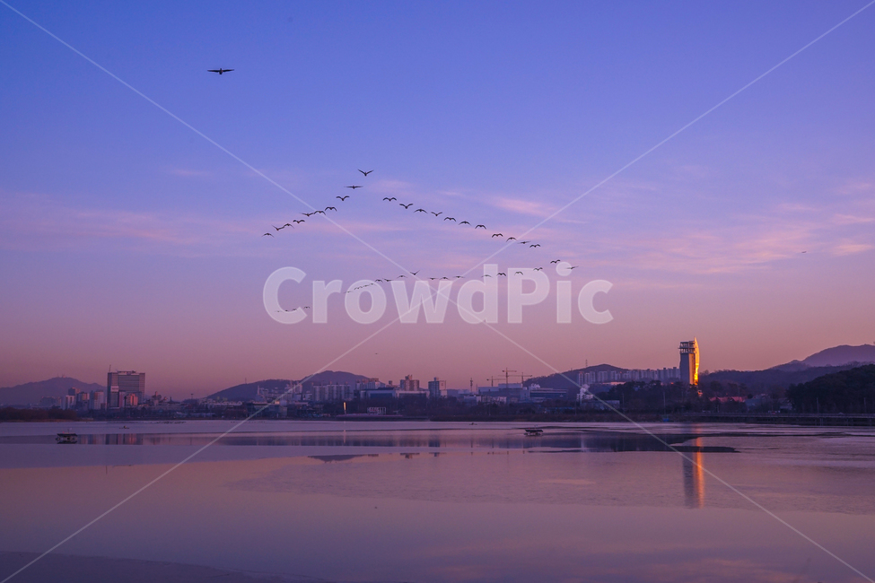호수,새,조류,철새,새벽,여명,풍경,감성,이동,비행,동물,야경,밤,풍경,nightscape,night,landscape,도시,city,nature,자연,outdoors,옥외,water,물
