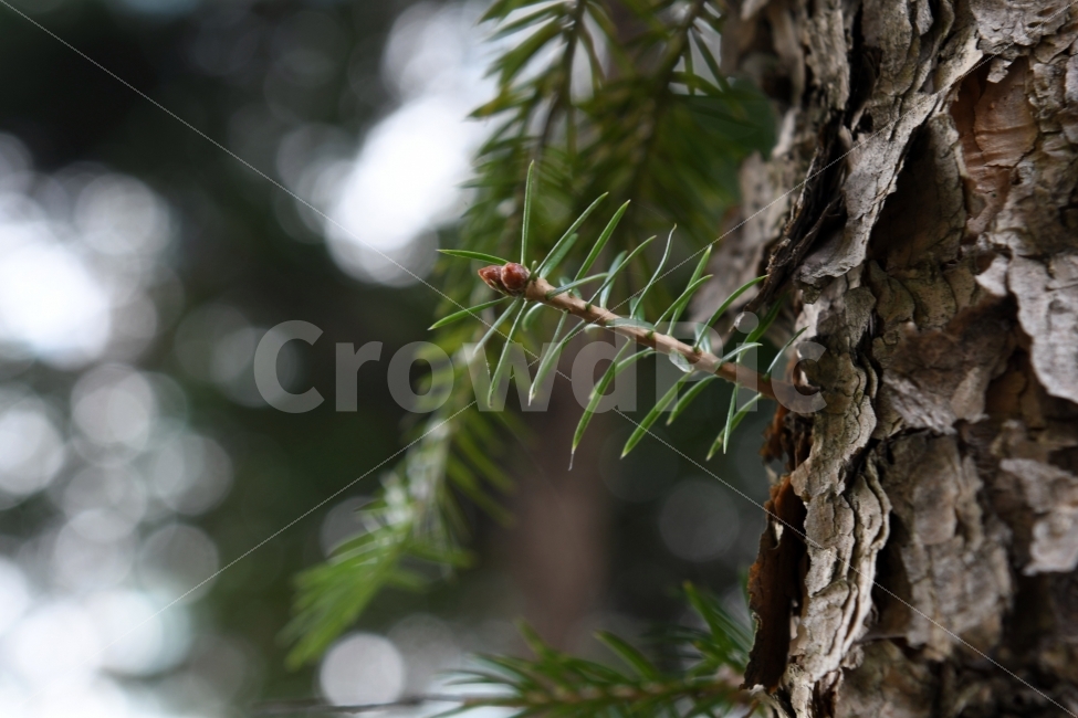 환경,나무,푸름,초록,가을나무,푸르름,자연,식물,자연,plants,nature