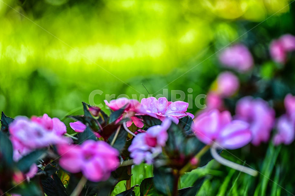 plant,식물,꽃,blossom,flower