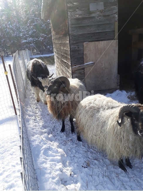양떼,양농장,양목장,양치기,양털,눈,겨울,계절,winter,season,동물,animal,포유류,mammal