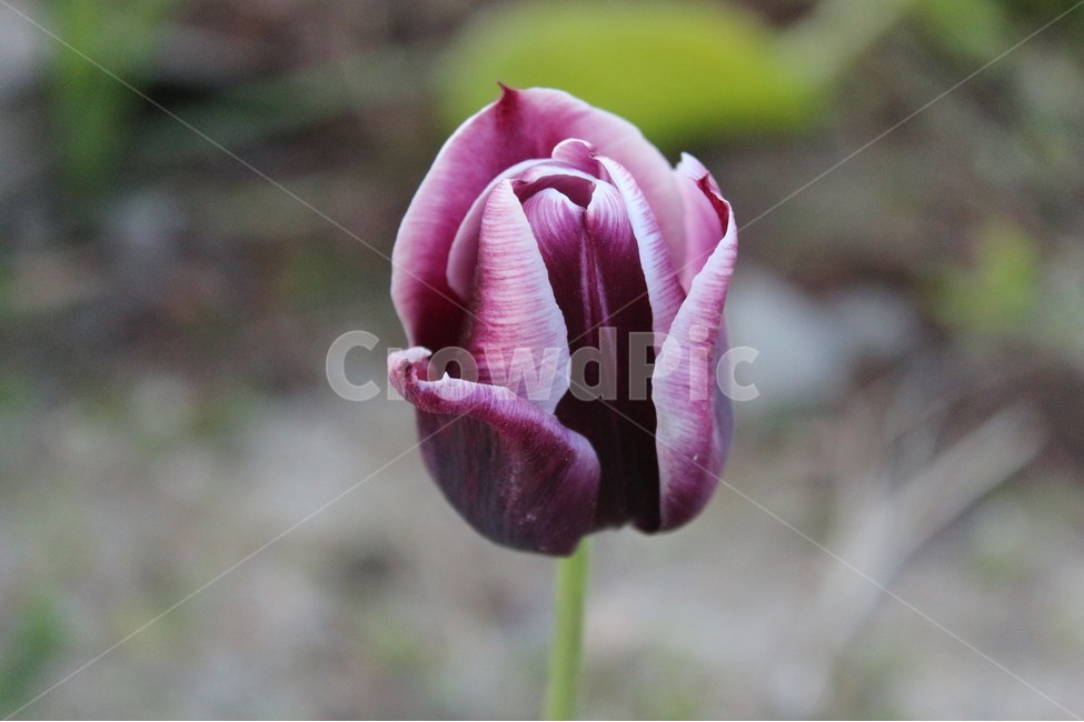 꽃,튤립,외로움,길,특이한,접사,식물,자연,plants,nature,꽃,flower