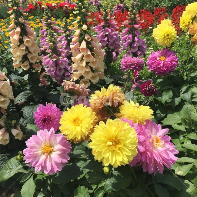 꽃,자연,칼라풀,색감,화사,nature,flower,colorful,조화,칼라,봄,color,식물,자연,plants,nature,꽃,flower