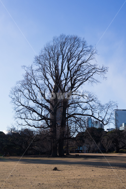 tree,나무,정원,신주쿠,식물,plant,겨울,도시,도쿄,자연,도심