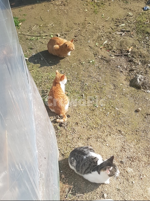 고양이,cat,귀여운,자연,야옹이,시골,따스함,따뜻함,동물