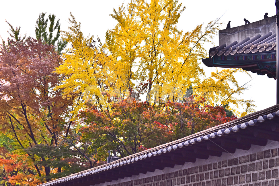 가을,한국전통,덕수궁돌담길,담장,가을단풍,건축물,기와지붕,roof,지붕,한국자연풍경,한국자연경관,전통,전통양식,가을배경,가을분위기,배경,바탕,백그라운드,야외,옥외,아웃도어,outdoor,fall,autumn,traditional,maple,메이플,단풍나무,가을숲,돌담길,tree,나무,plant,식물,가을,계절,fall,autumn,season