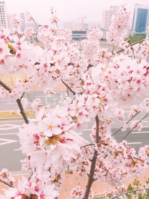 벚꽃,봄,벚꽃엔딩,설렘,벚꽃놀이,봄,계절,spring,season,식물,자연,plants,nature,꽃,flower,plant,blossom