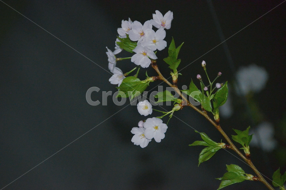 봄,벚꽃,밤벚꽃,밤,비,봄,계절,spring,season,plant,식물