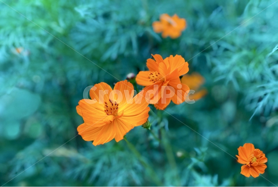 코스코스,꽃,개화,자연,flower,식물,자연,plants,nature,꽃,flower
