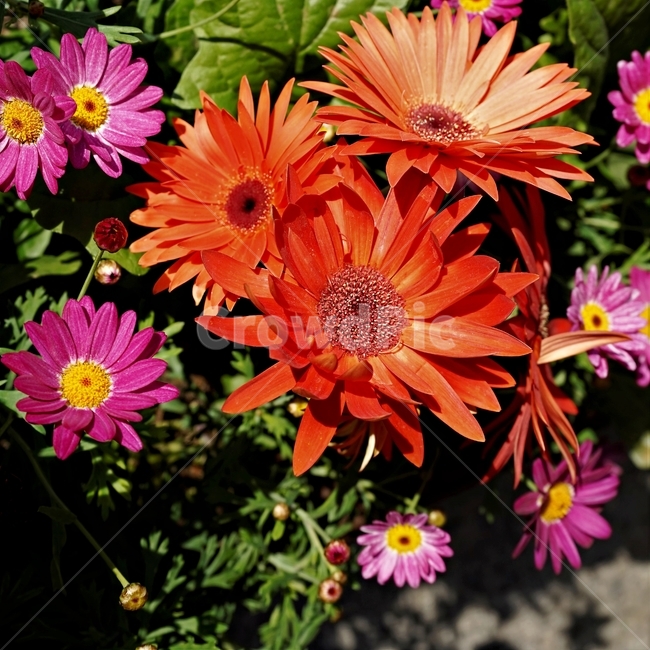 봄,정원,가드닝,원예,원예식물,화려,식물,꽃,garden,scent,healing,bloom,colorful,floral,flower,gardenflowers,happymind,life,nature,plant,spring