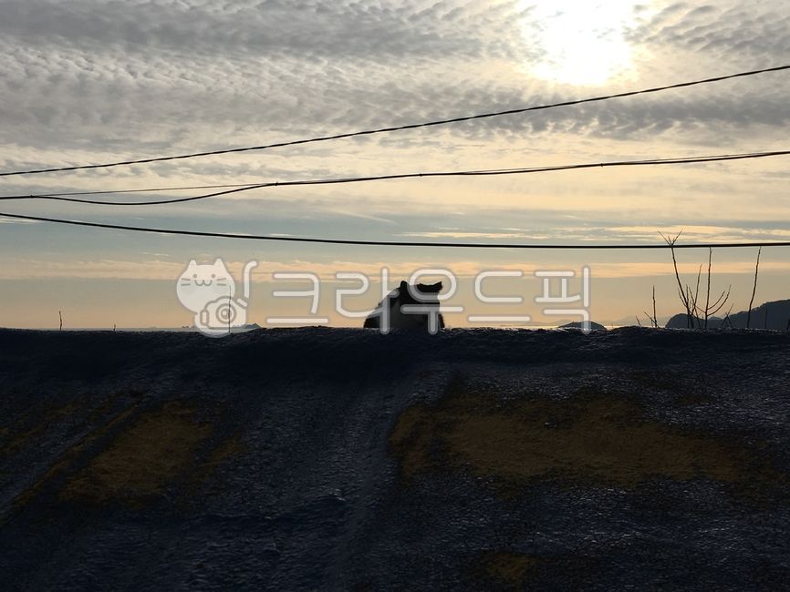 roadside,stray cat,cat,encounter,wall