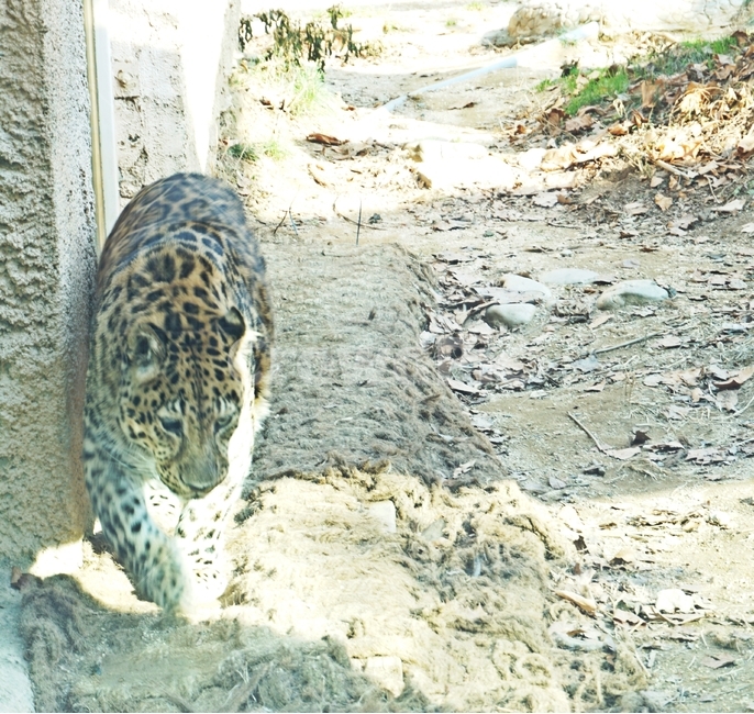 표범,고양이과,육식,동물,점,육식동물,animal,nature,animalpark,park,동물,animal,포유류,mammal