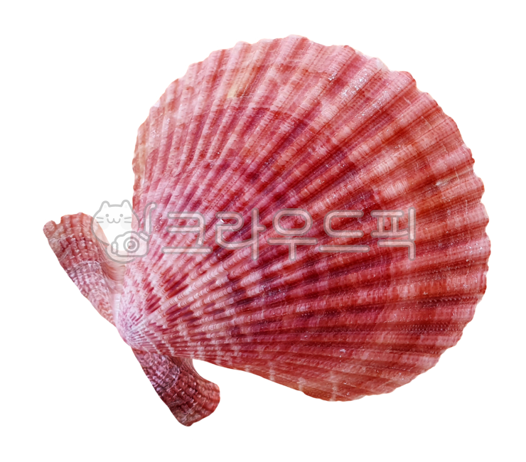 조개, clam, shell, seashell, 조개껍질, 사진,이미지,일러스트,캘리그라피 - machaboo작가