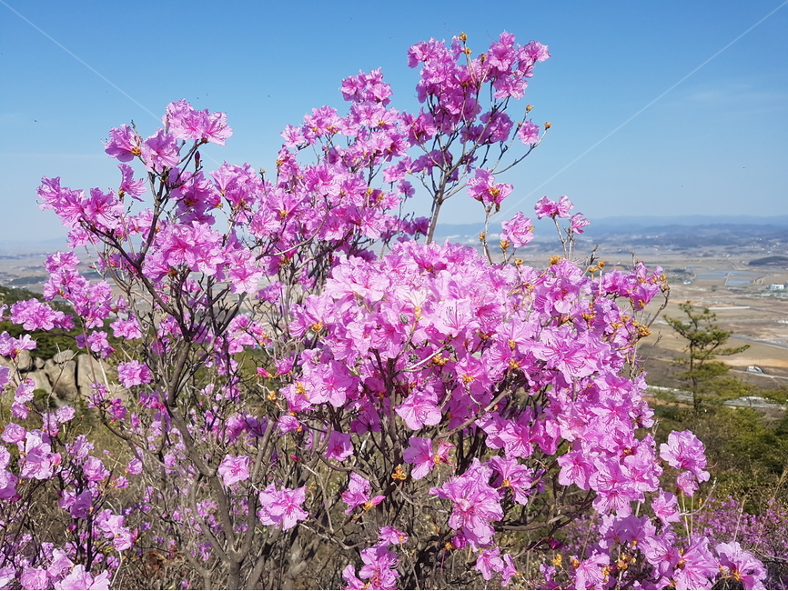 진달래,봄,풍경,꽃,핑크,분홍,봄,계절,spring,season,자연,풍경,nature,landscape,식물,plants,꽃,flower,plant,blossom
