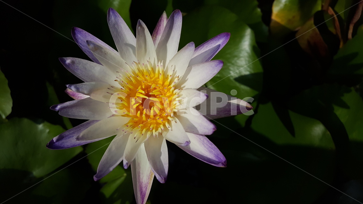 연꽃,꽃,연못,여름,플라워,flower,nelumbonucifera,쌍떡잎식물