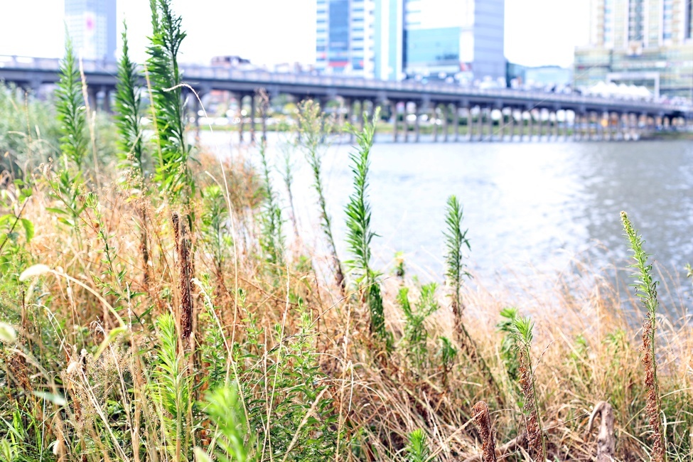 갈대,강,자연,잔디,도시,자연,풍경,nature,landscape,grass,plant,식물,water,물,waterfront,워터 프론트
