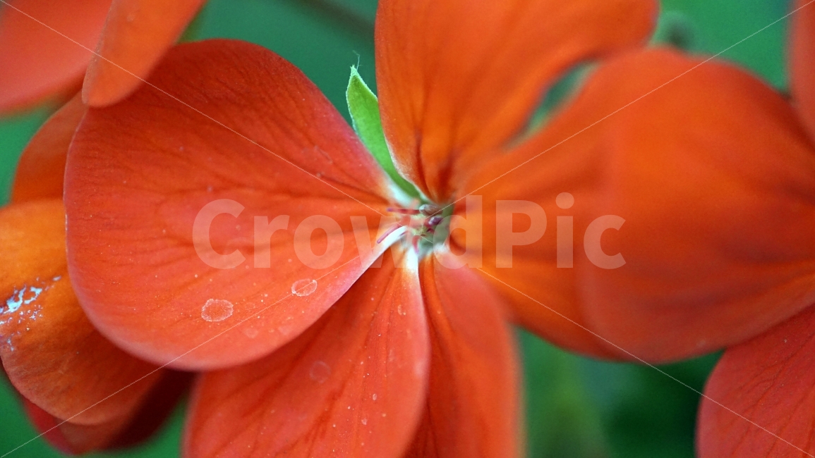 선유도,공원,식물원,식물,온실,화단,꽃밭,꽃,접사,꽃잎,자연,flower,nature,plants,마크로,macro,클로즈업,closeup,감성,힐링,healing,꽃사진,풍경,landscape,경치,식물,자연,plants,nature,꽃,flower