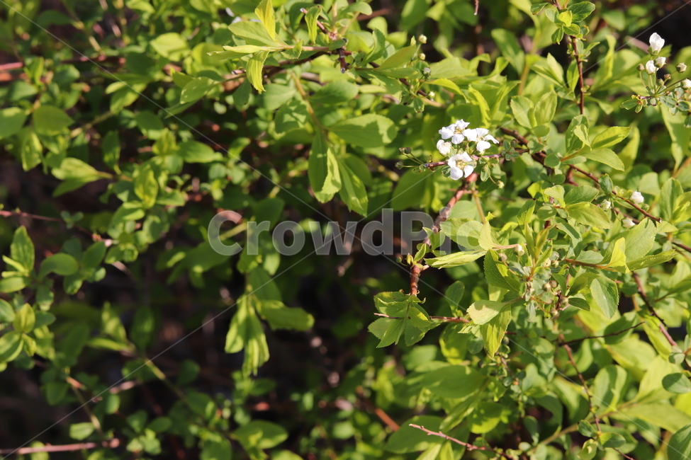 조팝나무,풀,bridalwreath,leaves,흰색,초록,자연,natural,white,green,식물,자연,plants,nature,나무,trees,wood