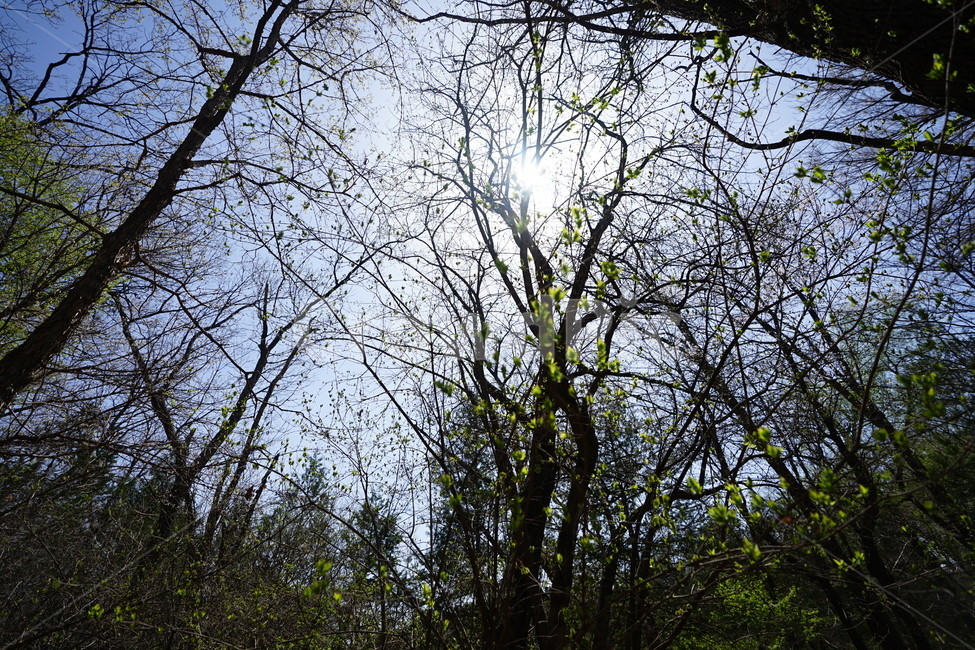 하늘,나무,잎,구름,풍경,풍경사진,그린,블루,색감,자연,감성,수목원,식물,tree,자연,풍경,nature,landscape,식물,plants,나무,trees,wood,plant,tree trunk,나무 줄기,light,빛,flare,플레어