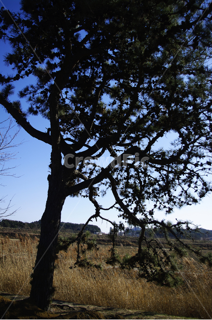나무,식물,갈대,하늘,plant,식물,자연,plants,nature,나무,trees,wood