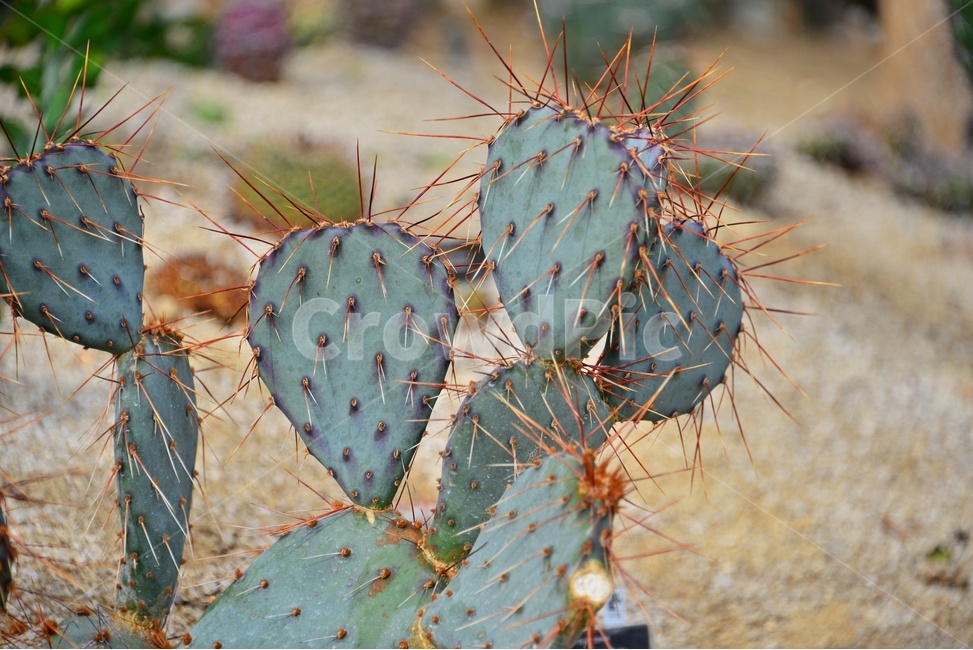 plant,식물,cactus,선인장,다육,다육이,관상다육,관상식물,다육식물,식물,자연,plants,nature