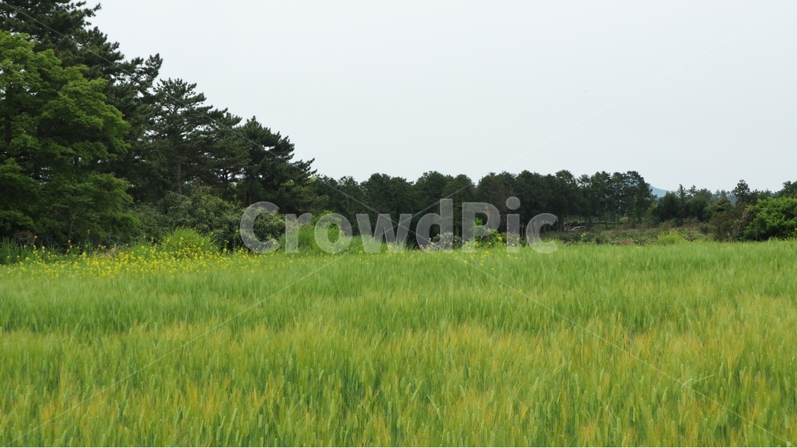 grassland,목초지,field,들,nature,자연,farm,농장,rural,농촌,청보리