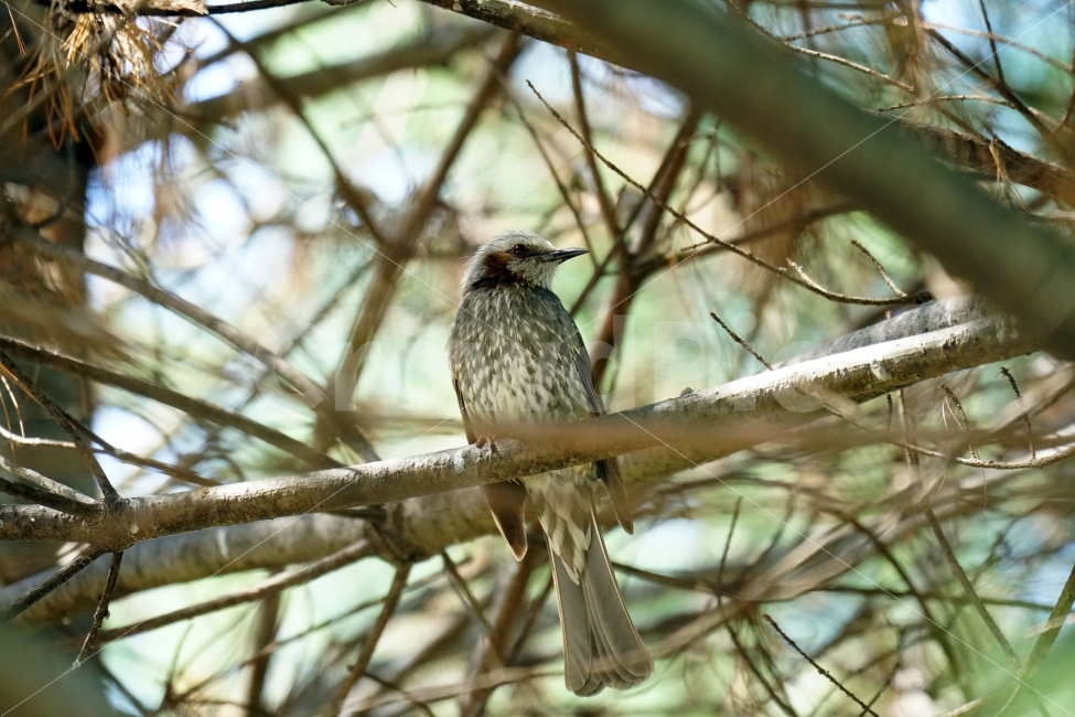 직박구리,새,조류,동물,나무,숲,자연,bird,nature,tree,감성,감성사진,스냅,스냅사진,snap,snapshot,풍경,landscape,계절,season,plants,나뭇가지,봄,spring,숲속,산림,삼림,animal,생명,동물,animal,조류,새,birds