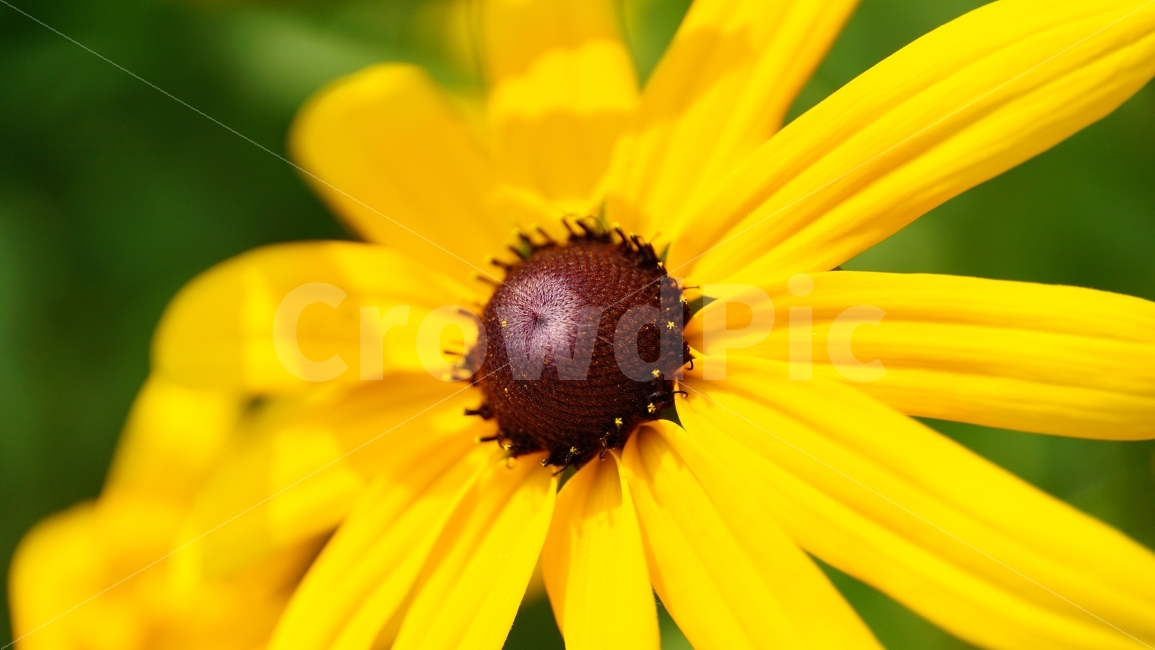 루드베키아,꽃,플라워,식물,자연,flower,nature,꽃사진,접사,macro,풍경,landscape,노랑,노란색,yellow,plants,스냅,스냅사진,snap,snapshot,식물,자연,plants,nature,꽃,flower