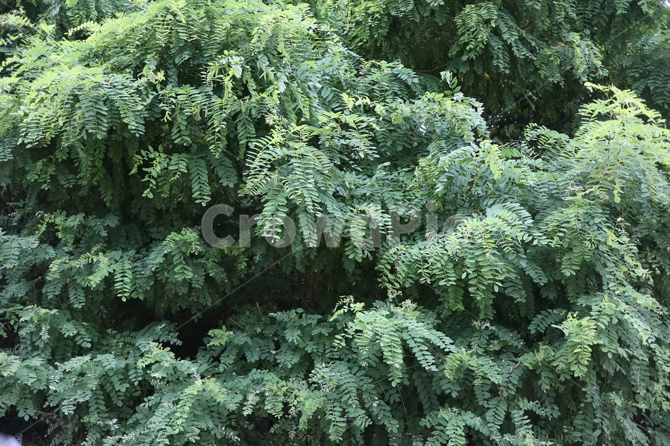 나무,식물,tree,plant,자연