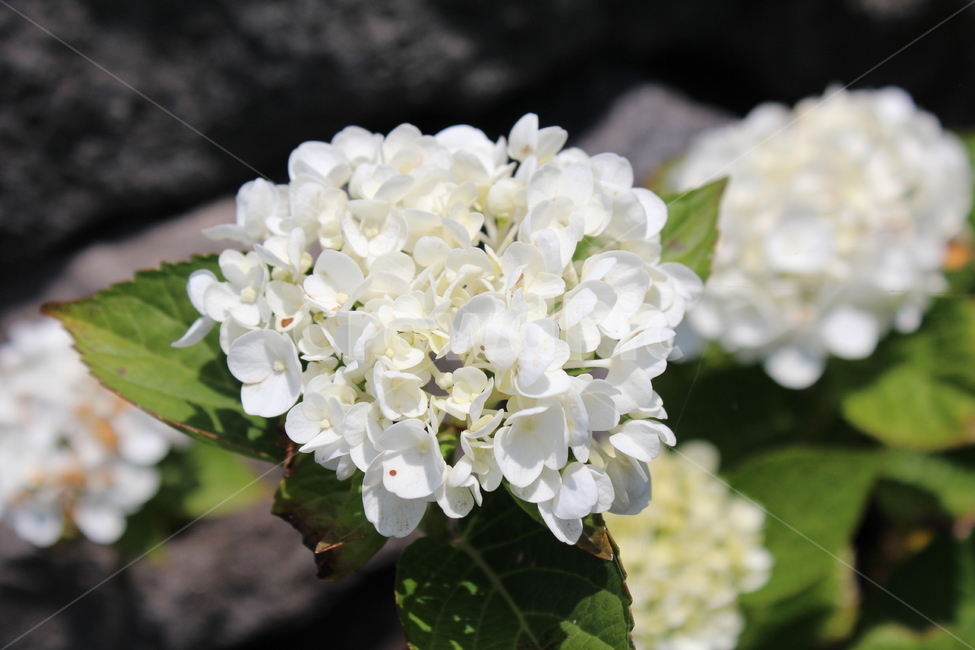 수국,하얀수국,식물,꽃,제주도,식물,자연,plants,nature,꽃,flower